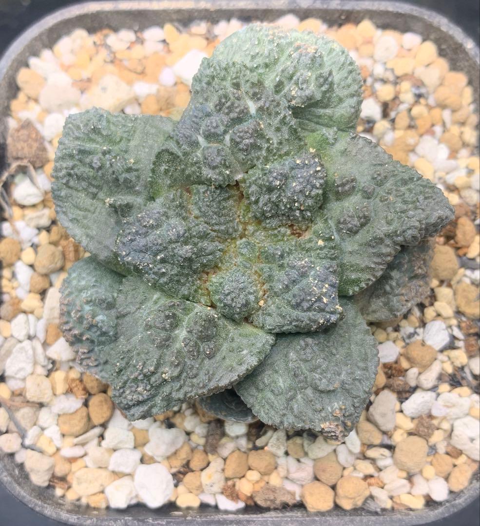 サボテン・アリオカルプス　ゴジラ　亀甲牡丹　自根　国内実生株　特コレ株② ラスト