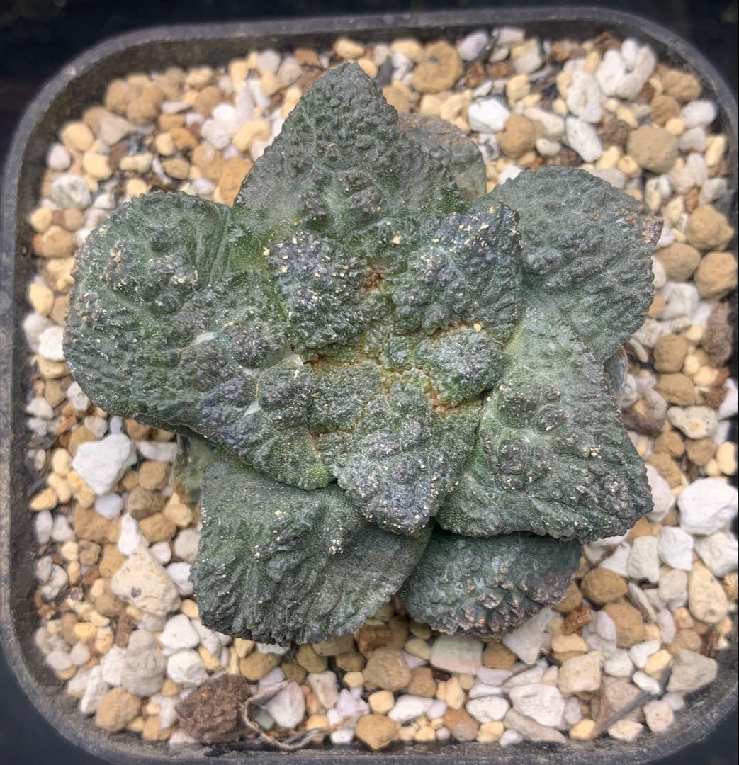 サボテン・アリオカルプス　ゴジラ　亀甲牡丹　自根　国内実生株　特コレ株② ラスト
