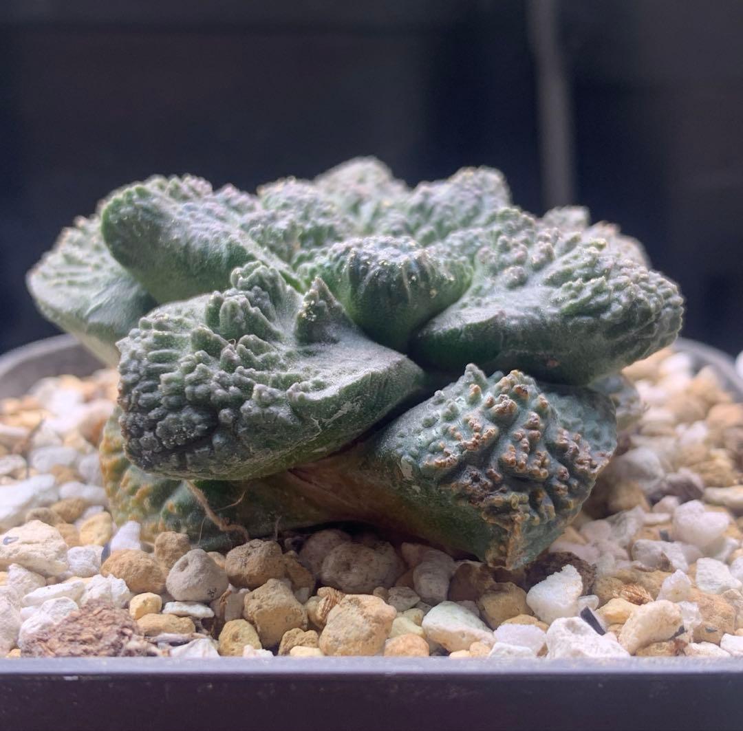 サボテン・アリオカルプス　ゴジラ　亀甲牡丹　自根　国内実生株　特コレ株② ラスト