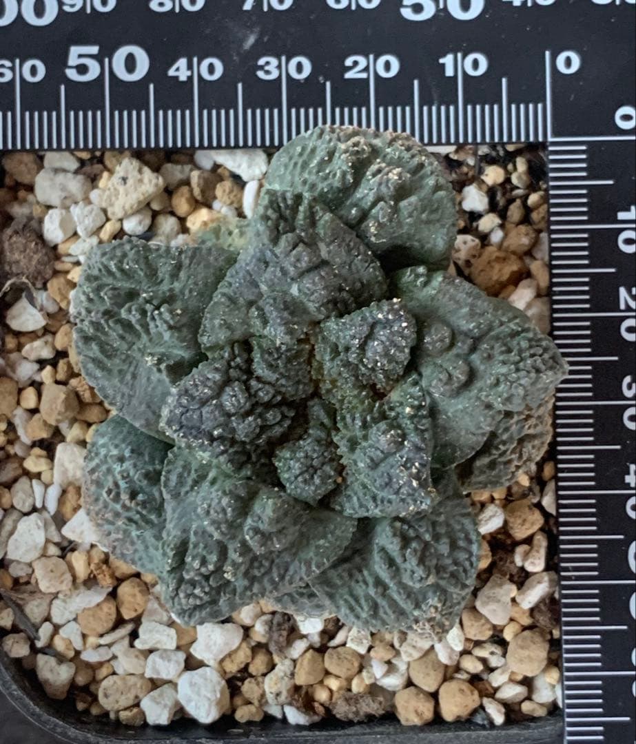 サボテン・アリオカルプス　ゴジラ　亀甲牡丹　自根　国内実生株　特コレ株② ラスト