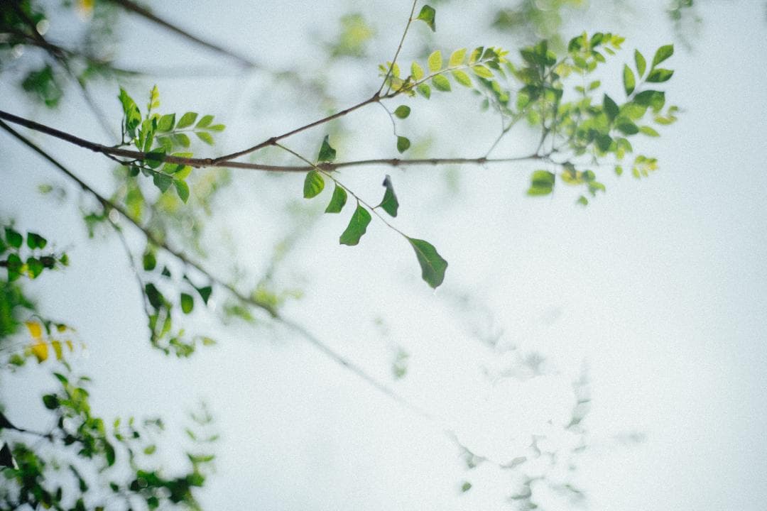 美品｜Contax Carl Zeiss Planar T* 50mm F1.4