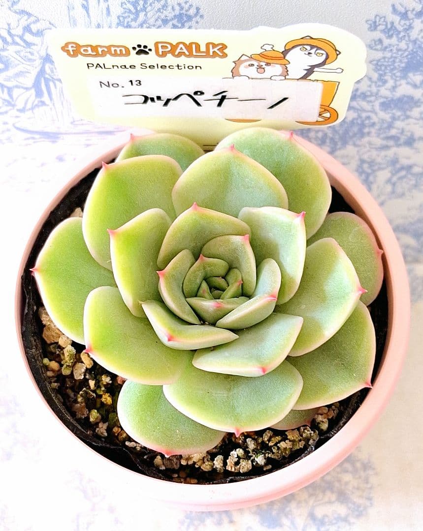 コッペチーノ札付きポットごとメルカリ便ファームパルクさん苗