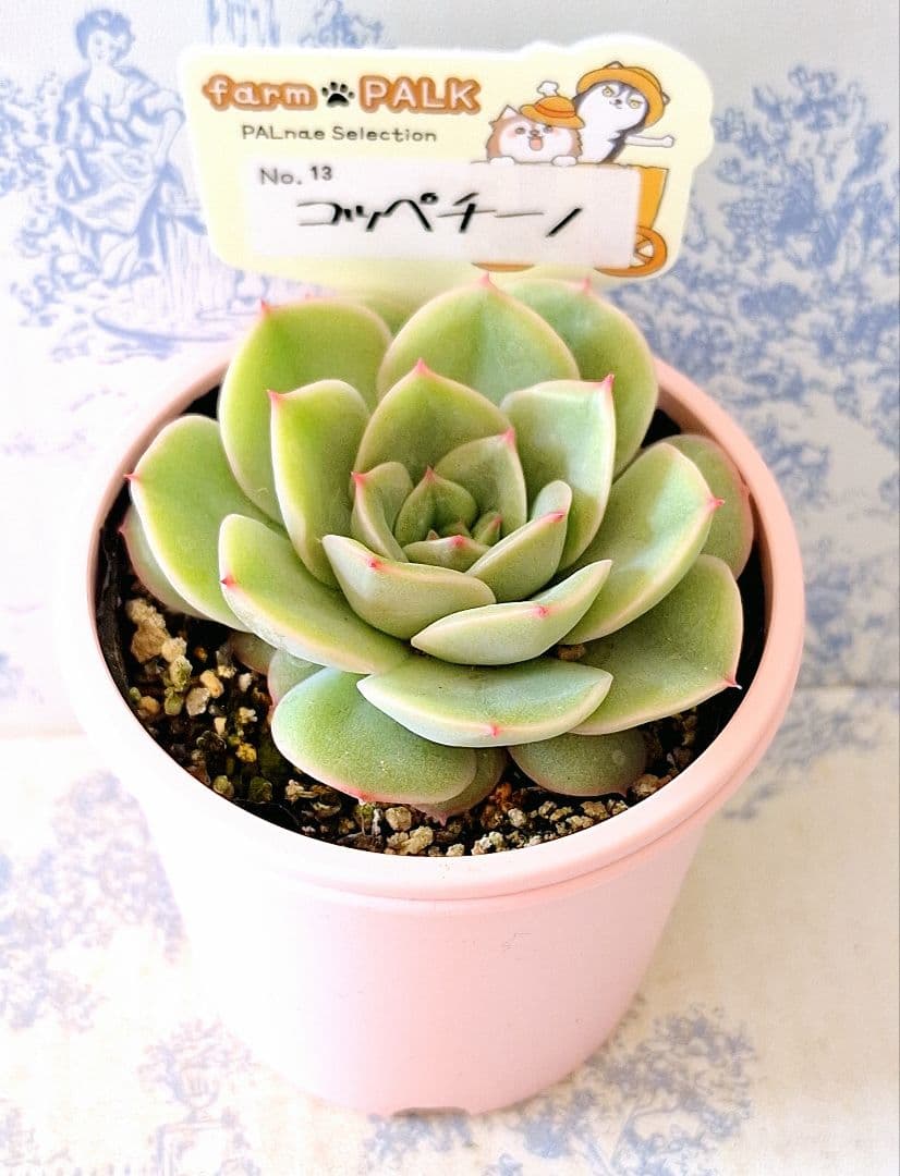 コッペチーノ札付きポットごとメルカリ便ファームパルクさん苗