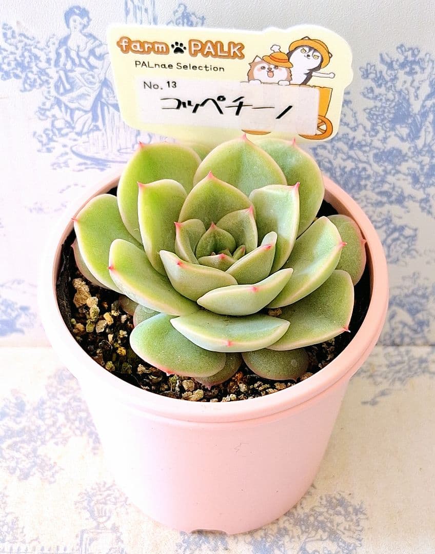 コッペチーノ札付きポットごとメルカリ便ファームパルクさん苗