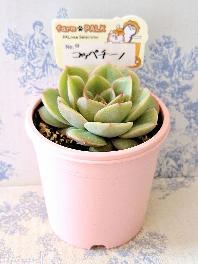 コッペチーノ札付きポットごとメルカリ便ファームパルクさん苗