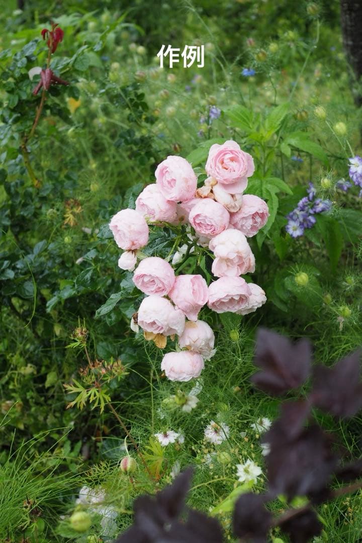 オリンパスOM-D EM10 MarkⅢ＋M.ZUIKO 25mm F1.8