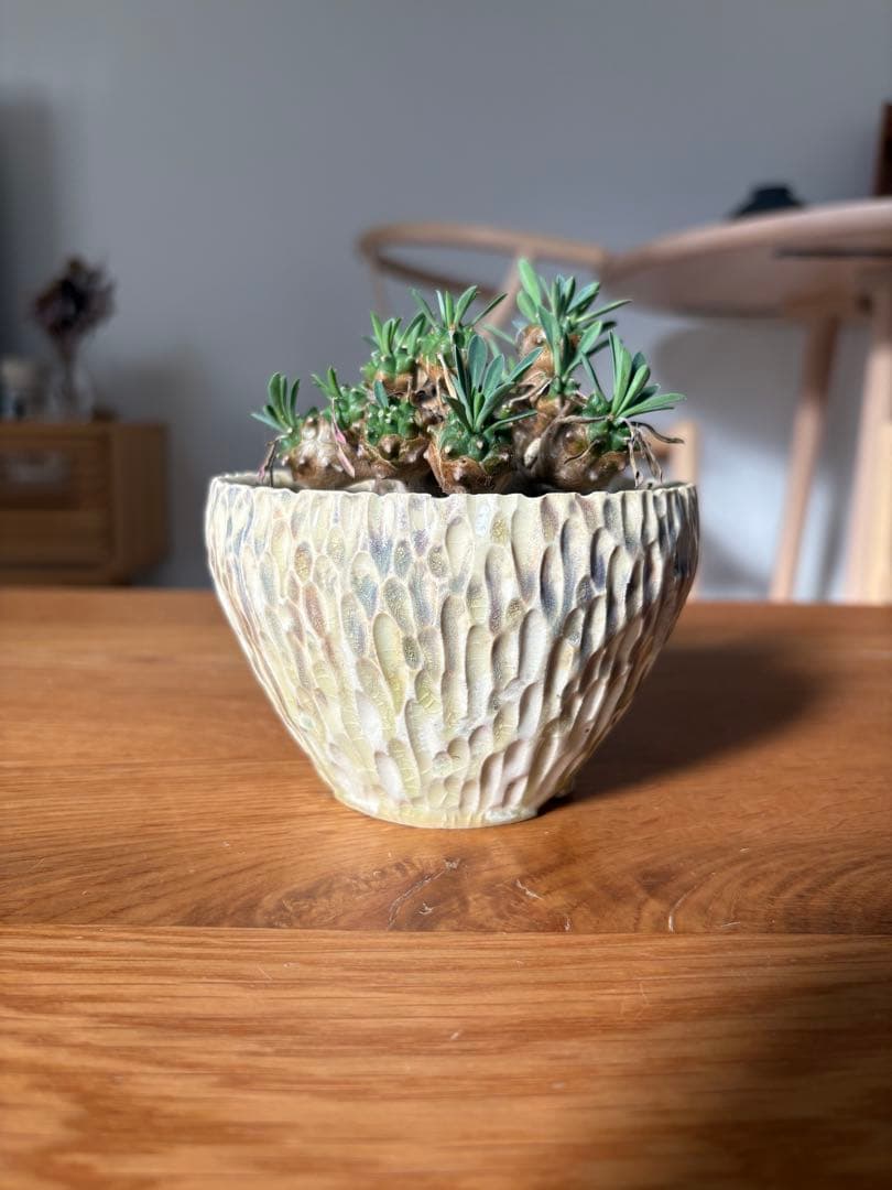 杉山悠　植木鉢　峨眉山