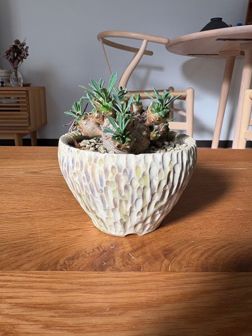 杉山悠　植木鉢　峨眉山