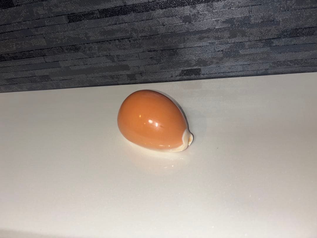 ナンヨウダカラ 8.6cm