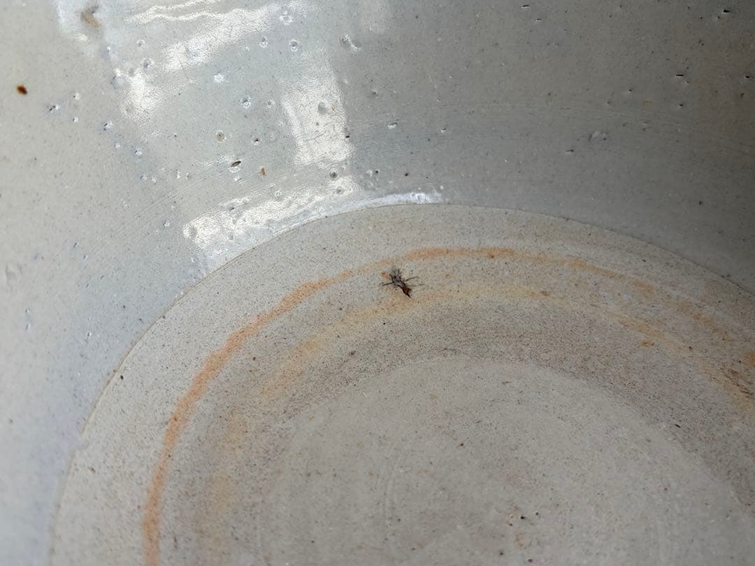 中国 徳化窯 魚文印判鉢 染付 青花 骨董古美術 清朝 華南染付 安南 時代