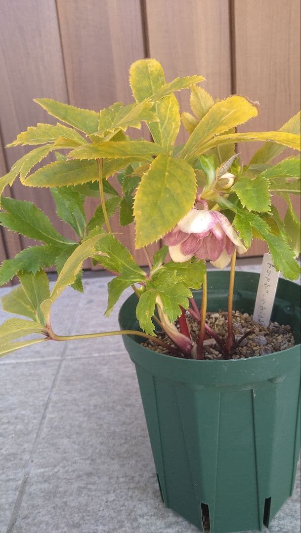 クリスマスローズ　開花株