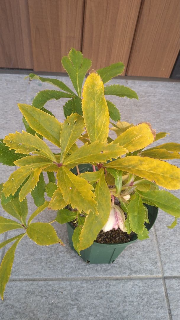 クリスマスローズ　開花株