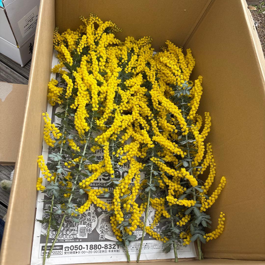 70本 前後 150〰️160サイズ ふわふわミモザ