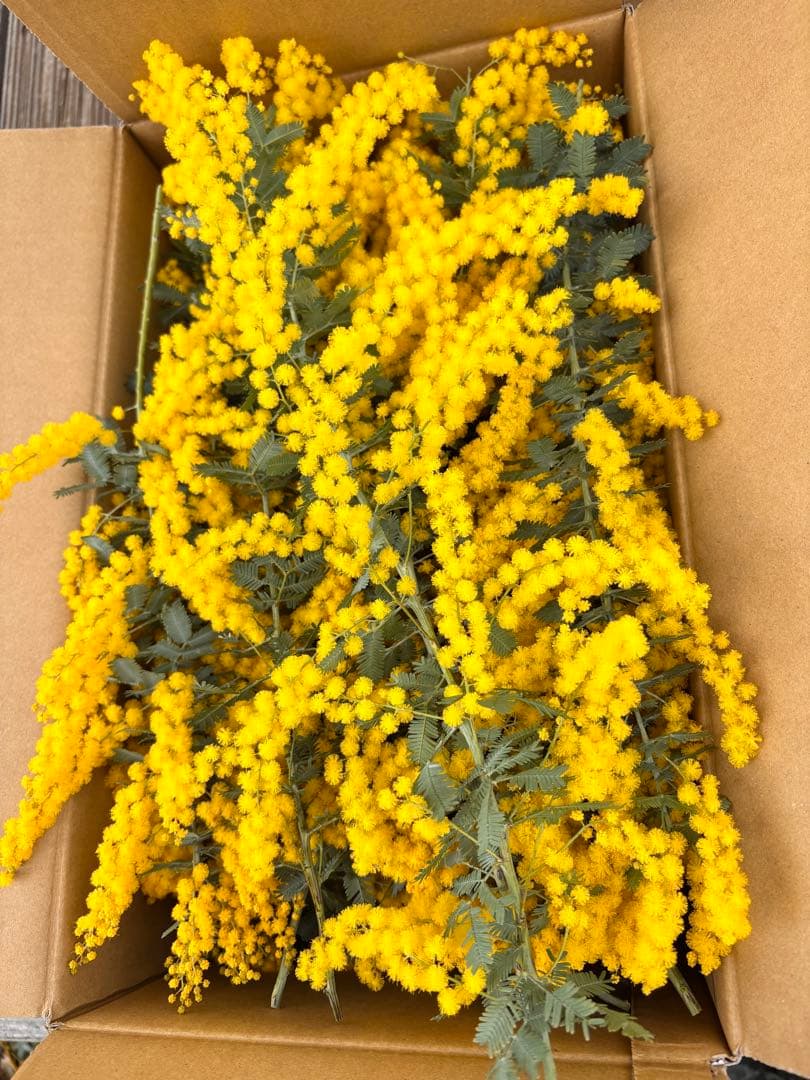 70本 前後 150〰️160サイズ ふわふわミモザ