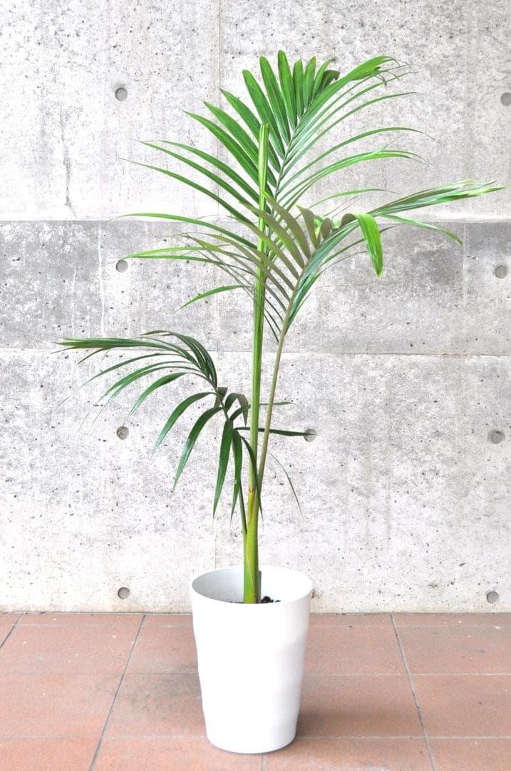 キングパーム ８号130cm ユスラヤシ