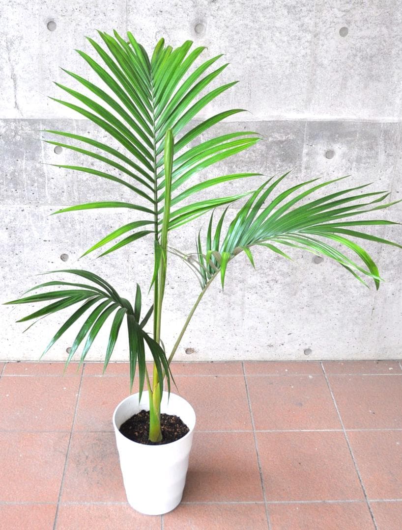 キングパーム ８号130cm ユスラヤシ