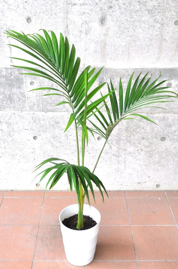 キングパーム ８号130cm ユスラヤシ