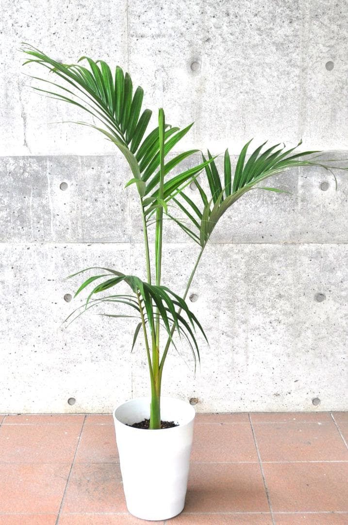 キングパーム ８号130cm ユスラヤシ