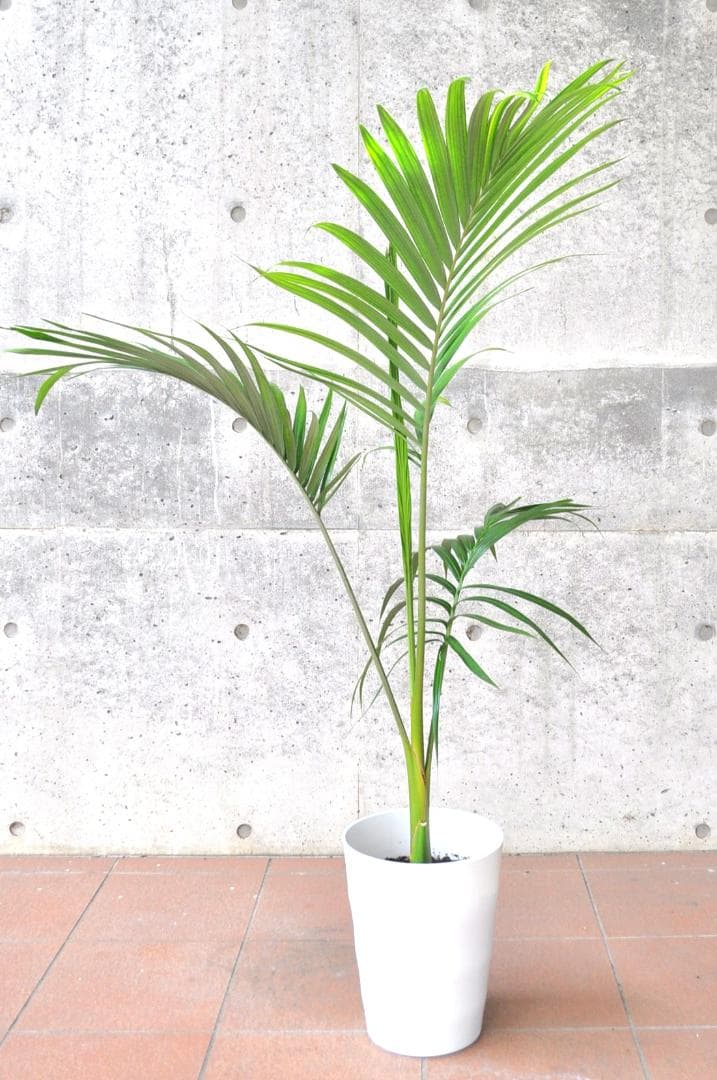 キングパーム ８号130cm ユスラヤシ