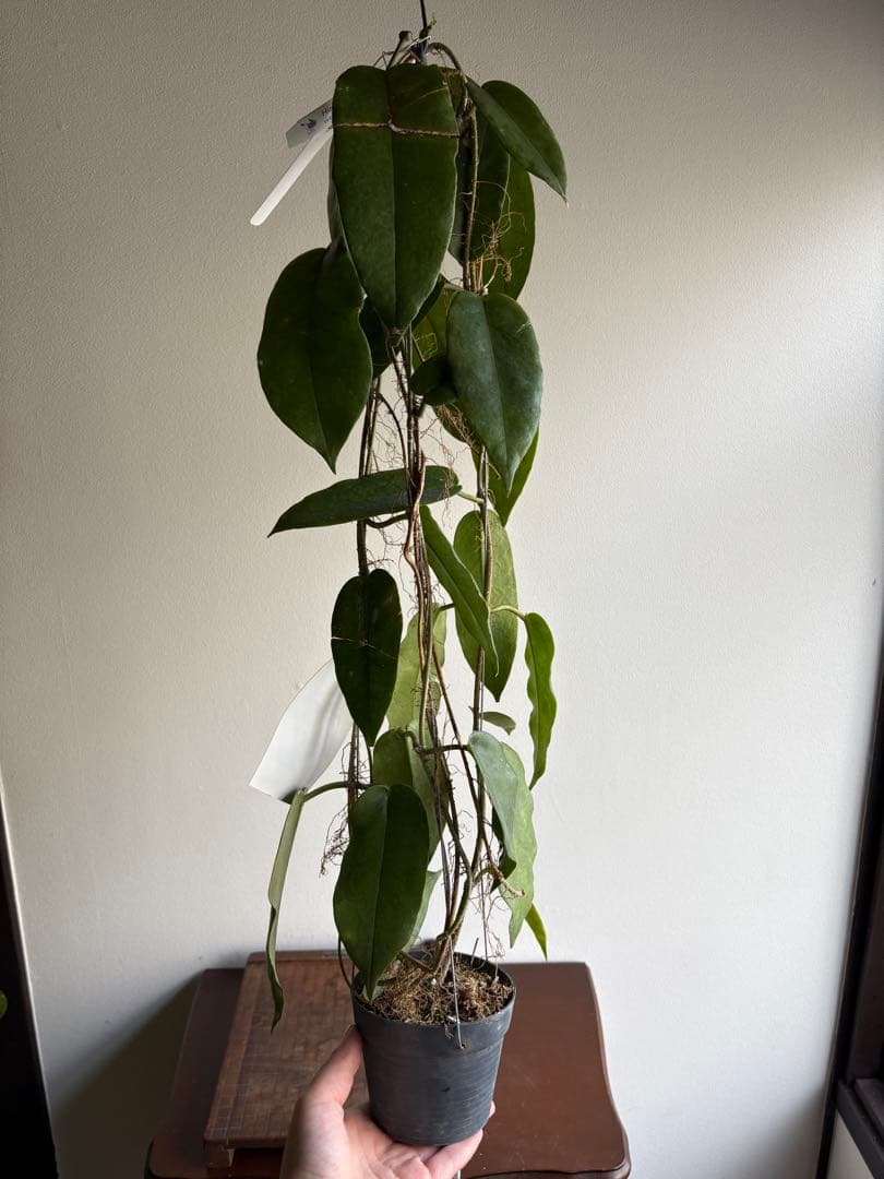 hoya ホヤ cv kaimuki 3号 吊り鉢