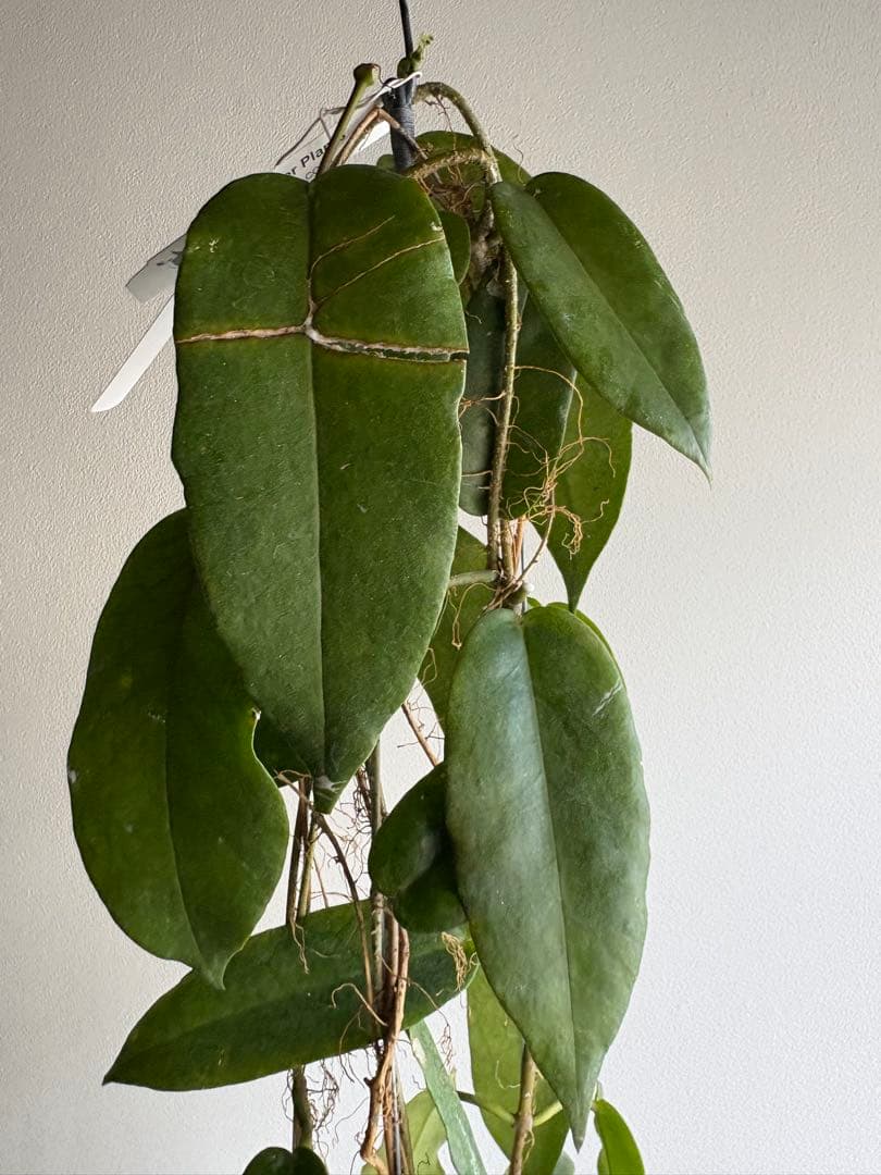 hoya ホヤ cv kaimuki 3号 吊り鉢
