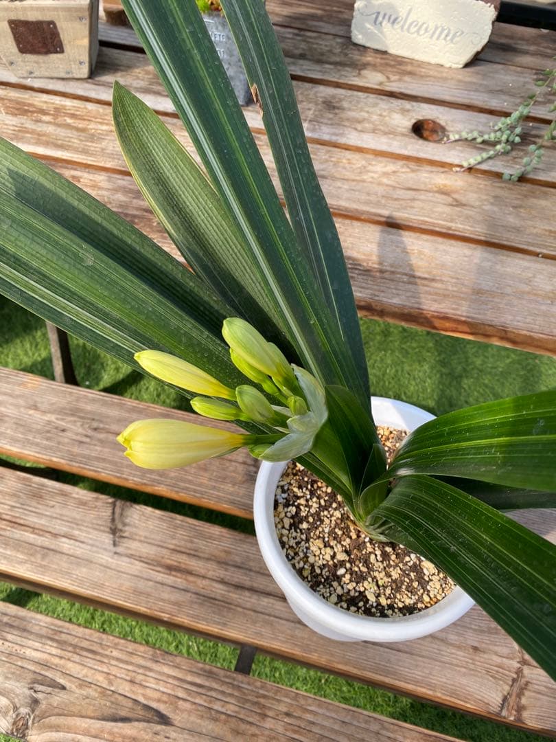 希少！黄花　君子蘭　斑入り　7号鉢