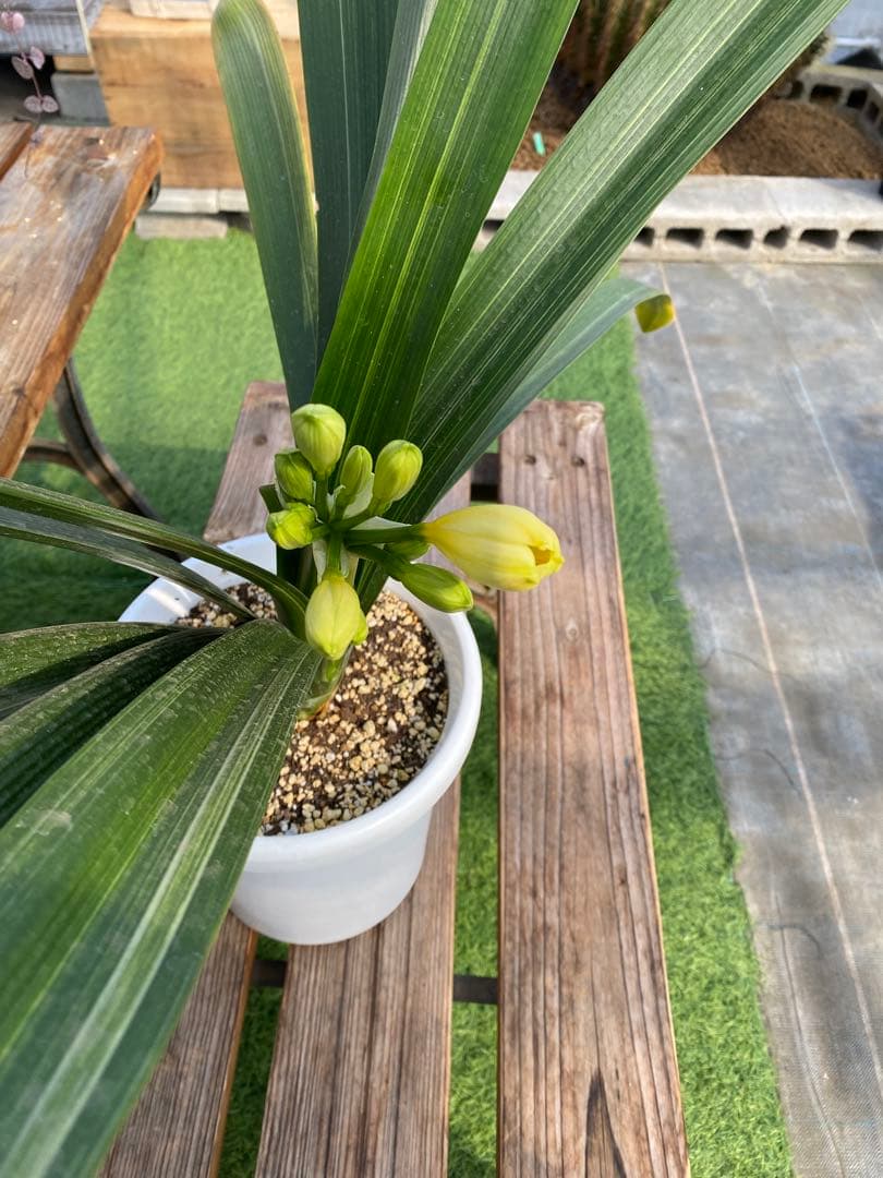 希少！黄花　君子蘭　斑入り　7号鉢
