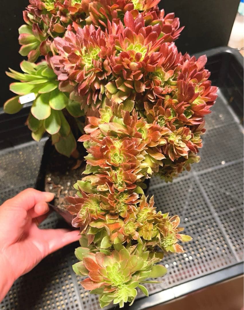 96#多肉植物アエオニウム錦❤️ ハロウィンイエロー錦セッカ ❤️34cm拔き苗