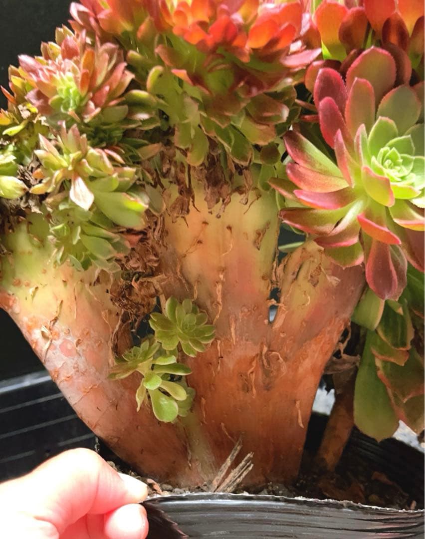 96#多肉植物アエオニウム錦❤️ ハロウィンイエロー錦セッカ ❤️34cm拔き苗