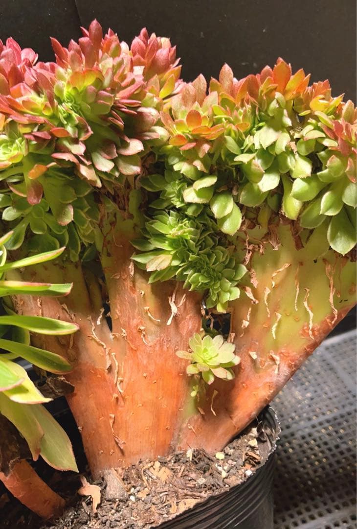 96#多肉植物アエオニウム錦❤️ ハロウィンイエロー錦セッカ ❤️34cm拔き苗