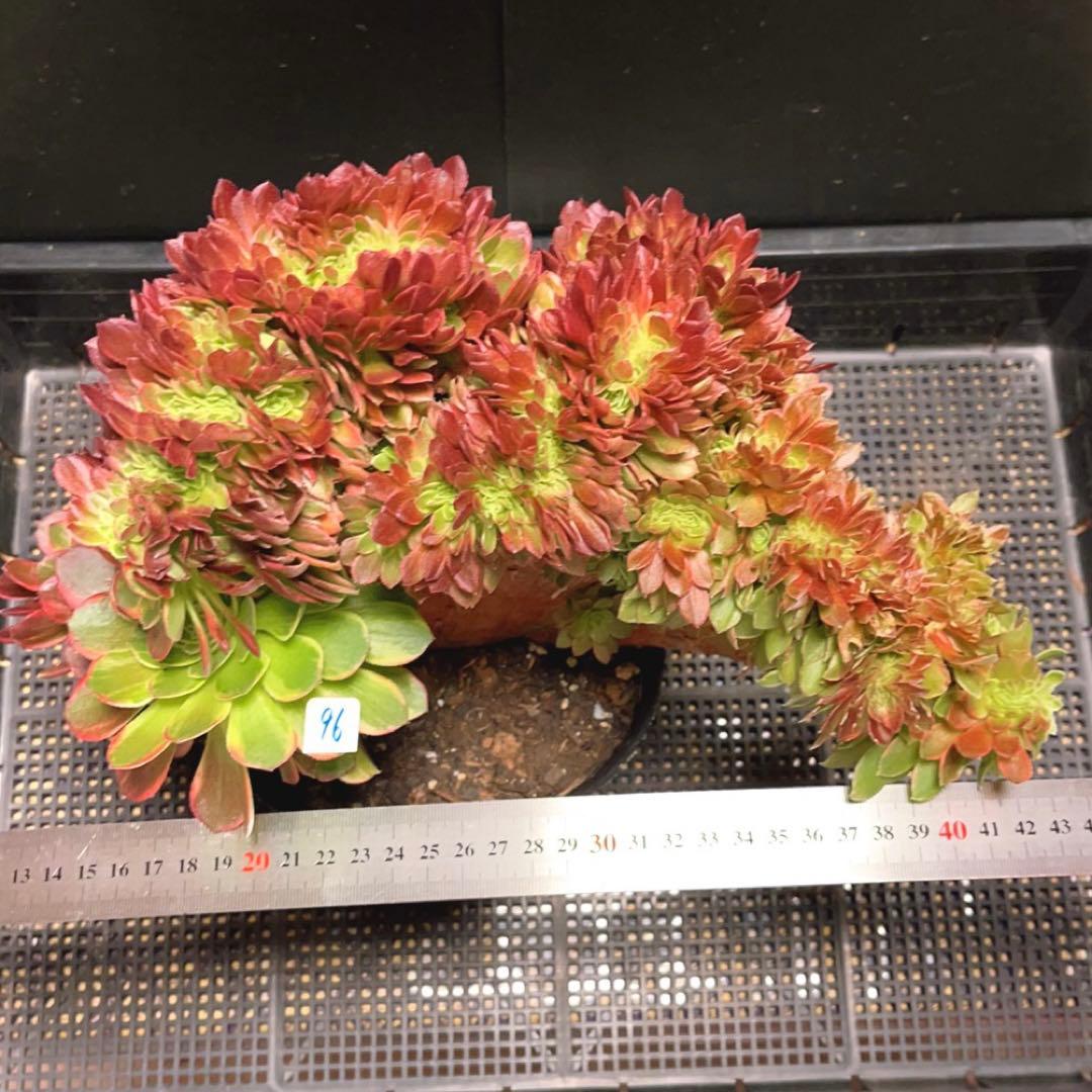 96#多肉植物アエオニウム錦❤️ ハロウィンイエロー錦セッカ ❤️34cm拔き苗