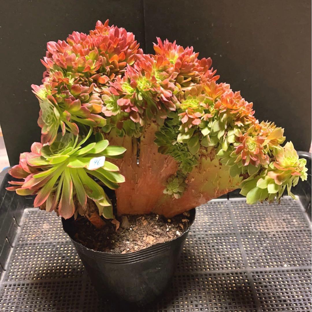 96#多肉植物アエオニウム錦❤️ ハロウィンイエロー錦セッカ ❤️34cm拔き苗