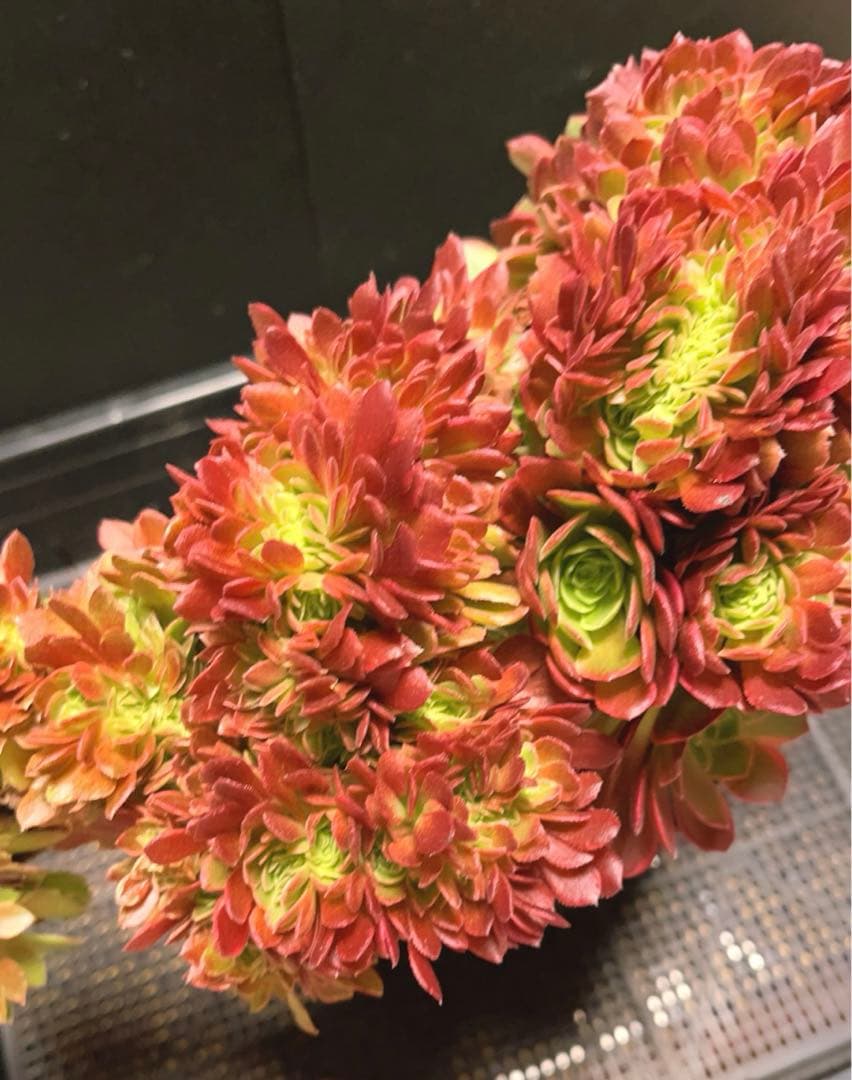 96#多肉植物アエオニウム錦❤️ ハロウィンイエロー錦セッカ ❤️34cm拔き苗