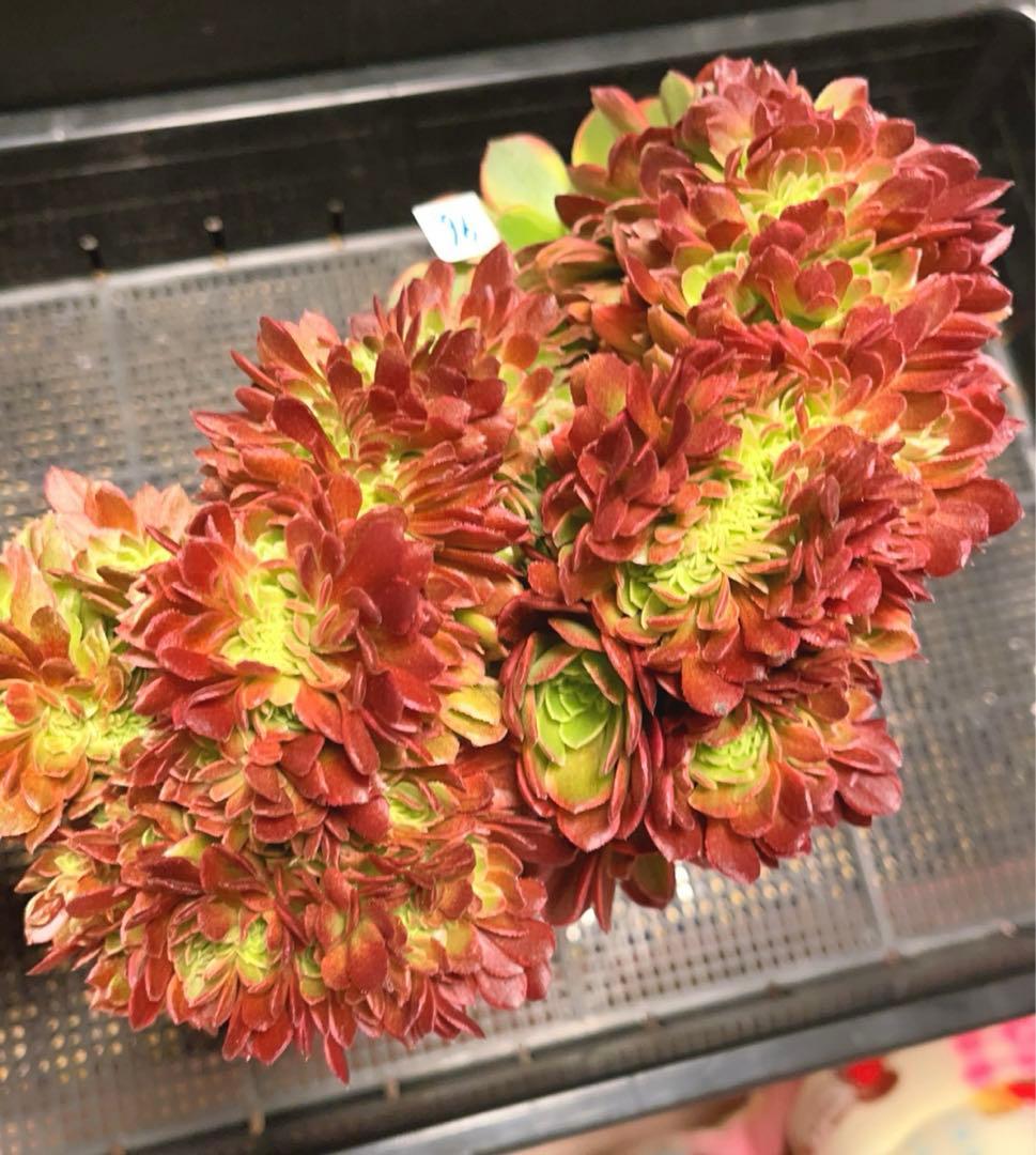 96#多肉植物アエオニウム錦❤️ ハロウィンイエロー錦セッカ ❤️34cm拔き苗