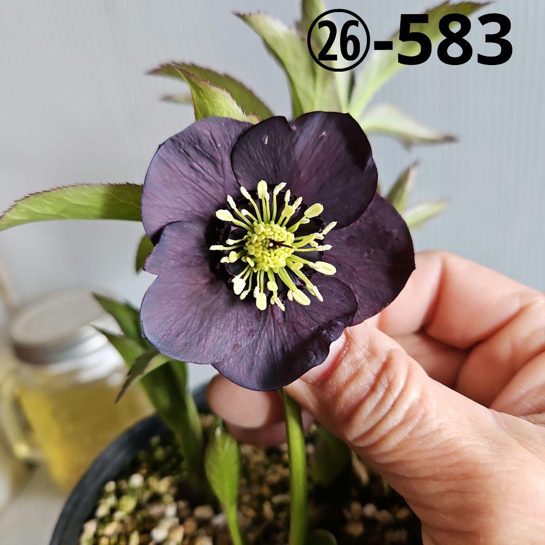 ㉖-583クリスマスローズ