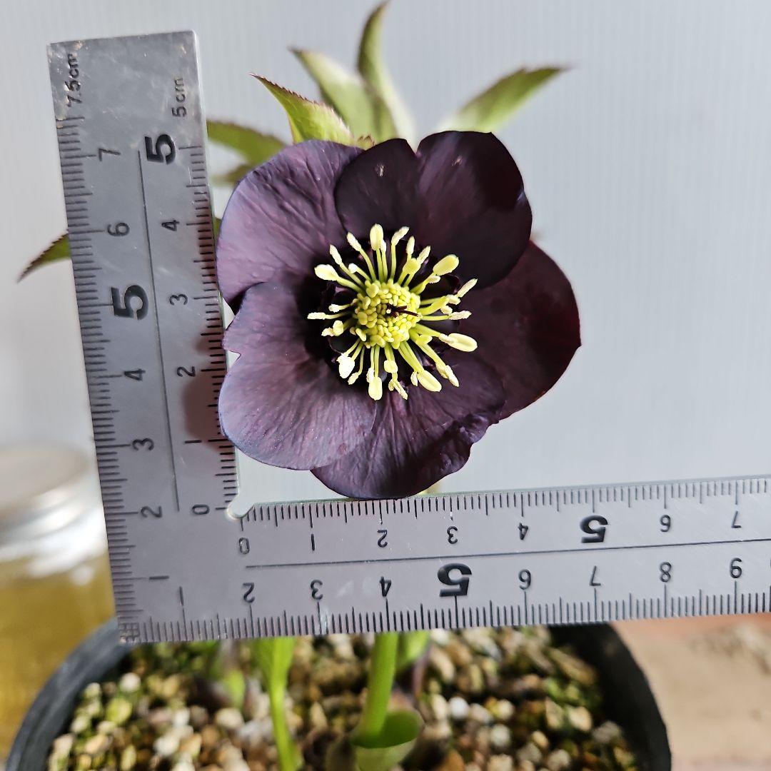 ㉖-583クリスマスローズ