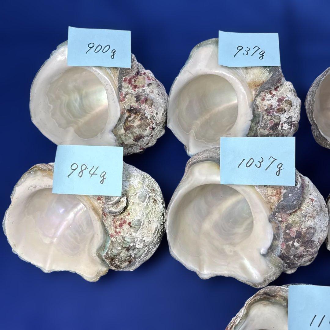 夜光貝　ヤコウ貝　まとめ売り　12個　12kg アクセサリー　ルアー