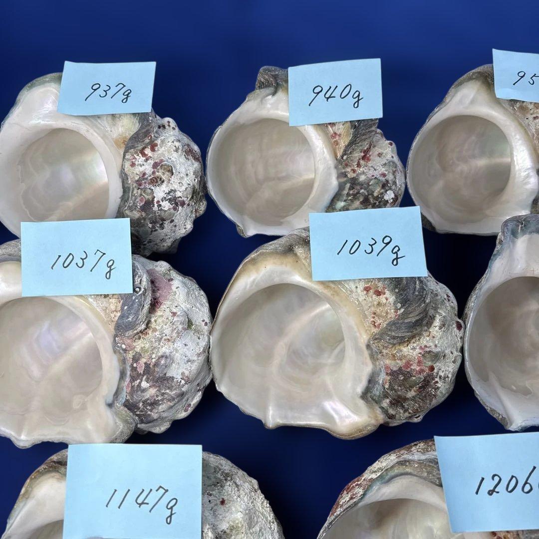 夜光貝　ヤコウ貝　まとめ売り　12個　12kg アクセサリー　ルアー