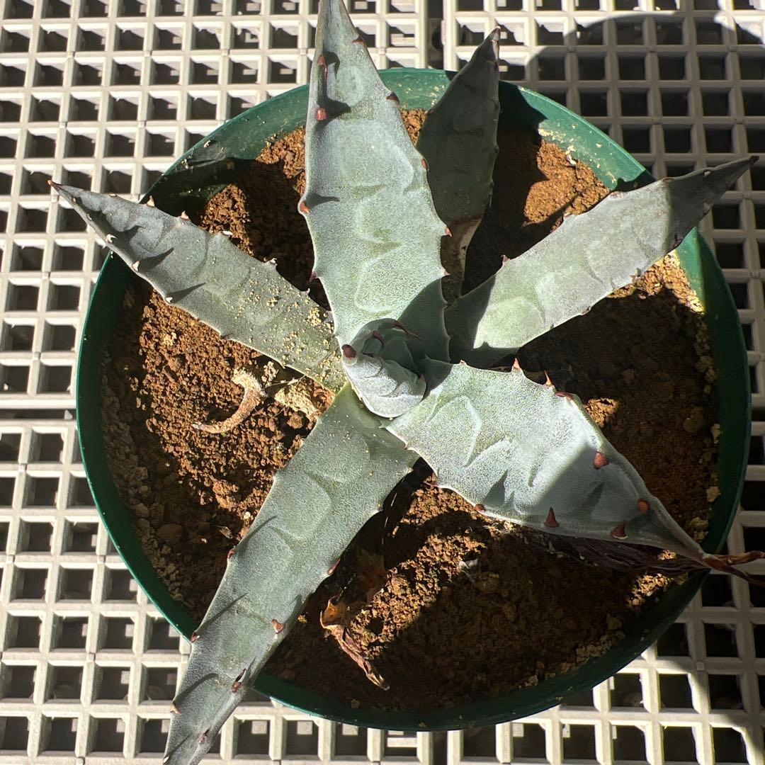 激レア品種子株 ネバデンシス✖️コロラータ