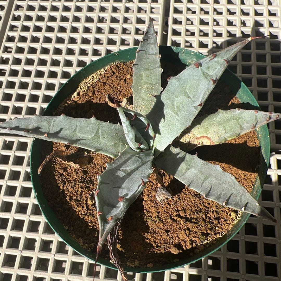 激レア品種子株 ネバデンシス✖️コロラータ