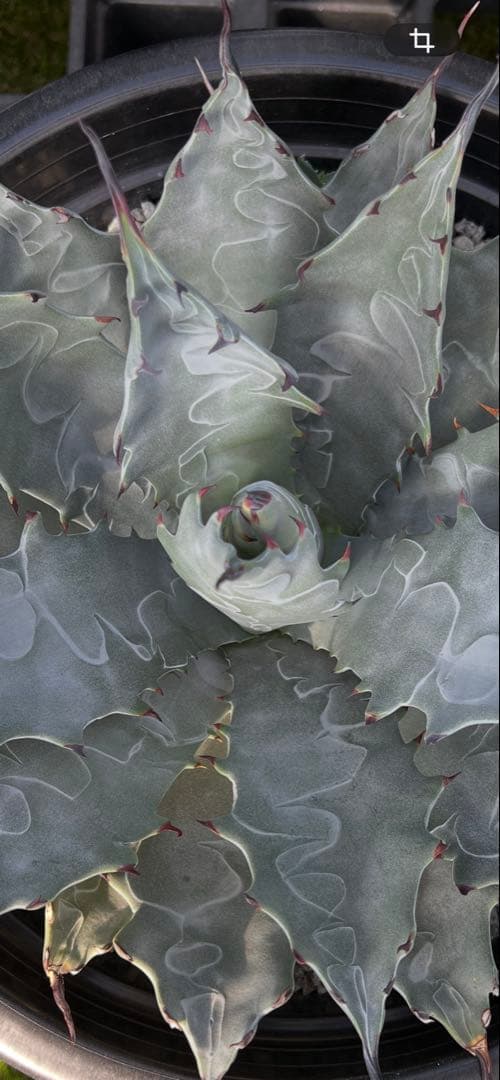 激レア品種子株 ネバデンシス✖️コロラータ