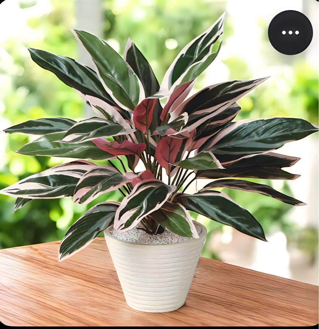 光触媒　人工観葉植物　ウォールグリーン　フェイクグリーン　トリオスター