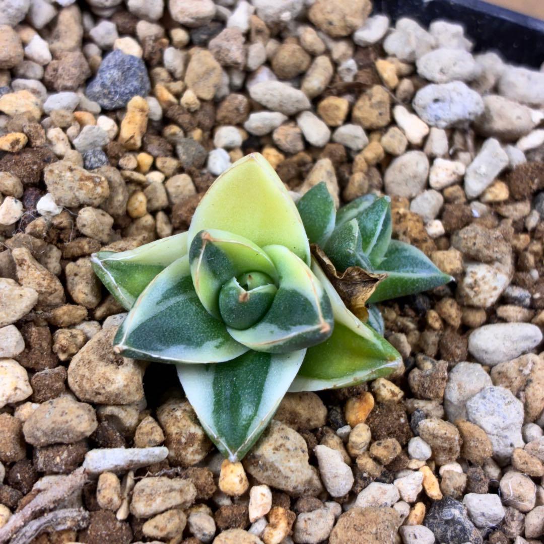 ま*ん様 アガベ ピンキー 王妃笹の雪A型錦 2頭株 覆輪斑入り TC 極白 超