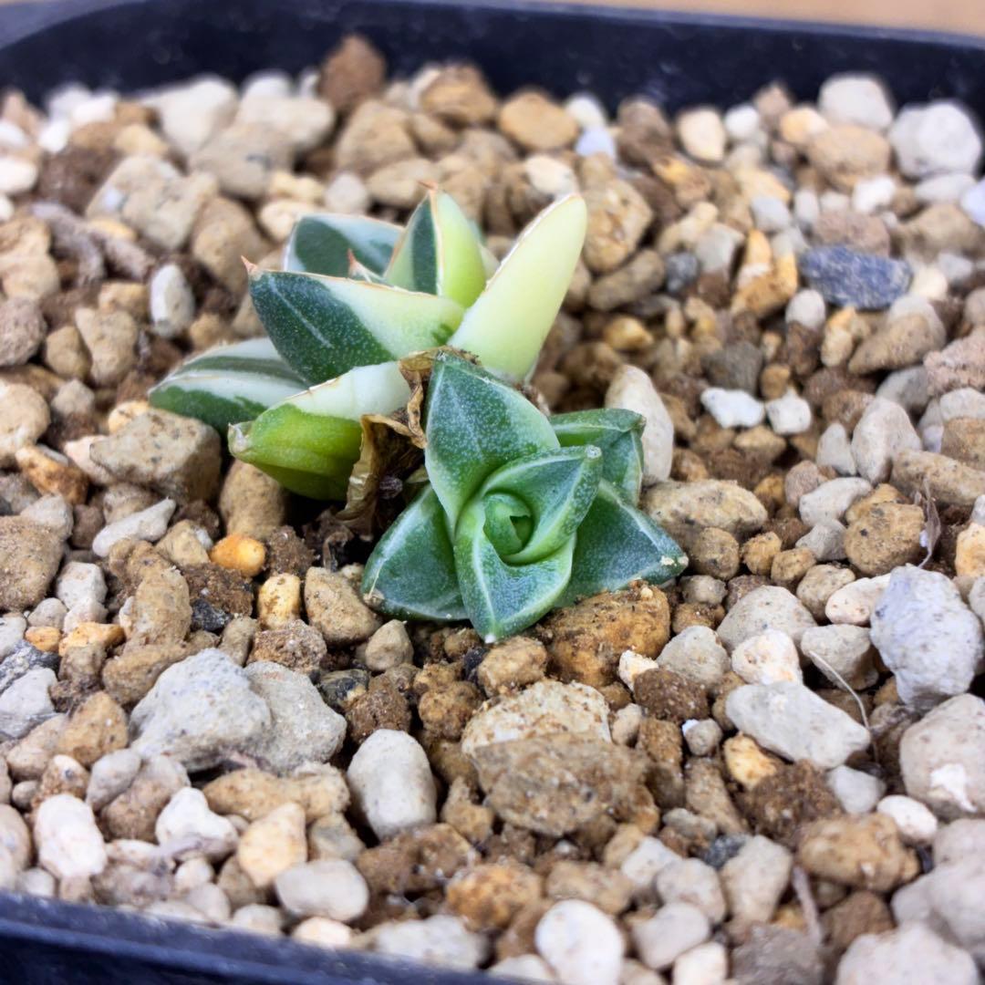 ま*ん様 アガベ ピンキー 王妃笹の雪A型錦 2頭株 覆輪斑入り TC 極白 超