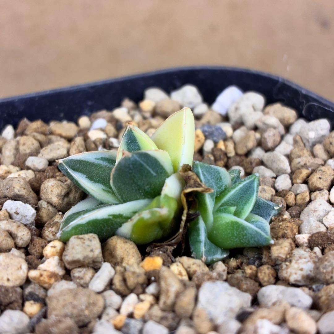 ま*ん様 アガベ ピンキー 王妃笹の雪A型錦 2頭株 覆輪斑入り TC 極白 超