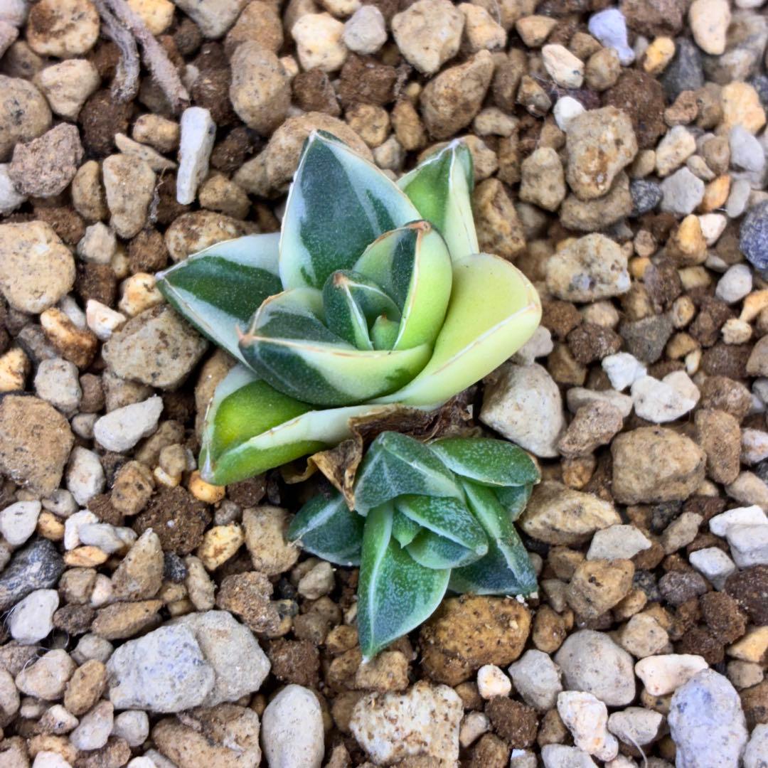 ま*ん様 アガベ ピンキー 王妃笹の雪A型錦 2頭株 覆輪斑入り TC 極白 超