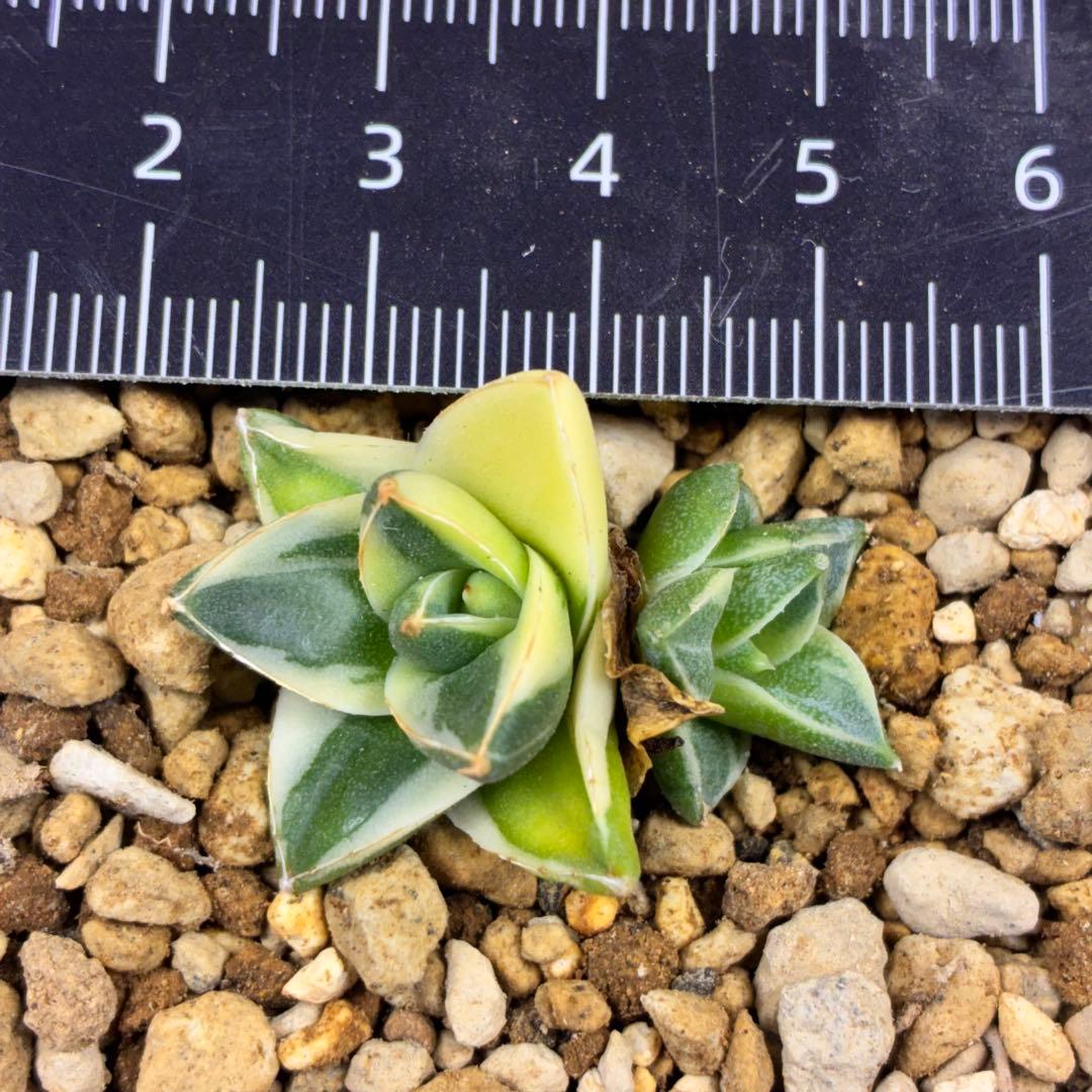 ま*ん様 アガベ ピンキー 王妃笹の雪A型錦 2頭株 覆輪斑入り TC 極白 超