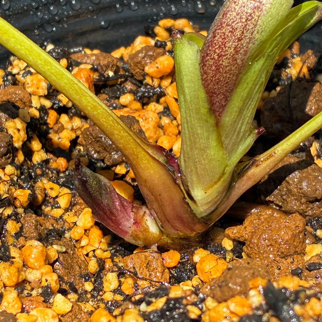3804☘️1年間管理株☘️⭐️超多弁⭐️スプレーベイン⭐️野田園芸⭐️