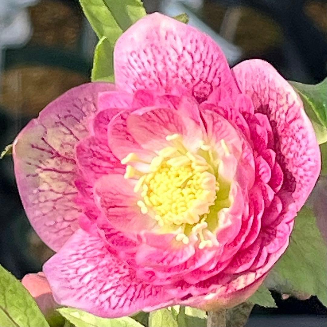 3804☘️1年間管理株☘️⭐️超多弁⭐️スプレーベイン⭐️野田園芸⭐️