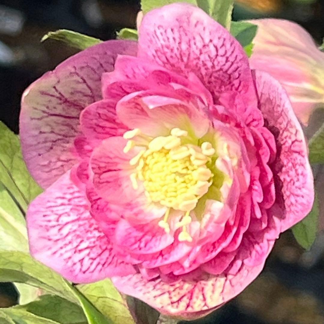 3804☘️1年間管理株☘️⭐️超多弁⭐️スプレーベイン⭐️野田園芸⭐️